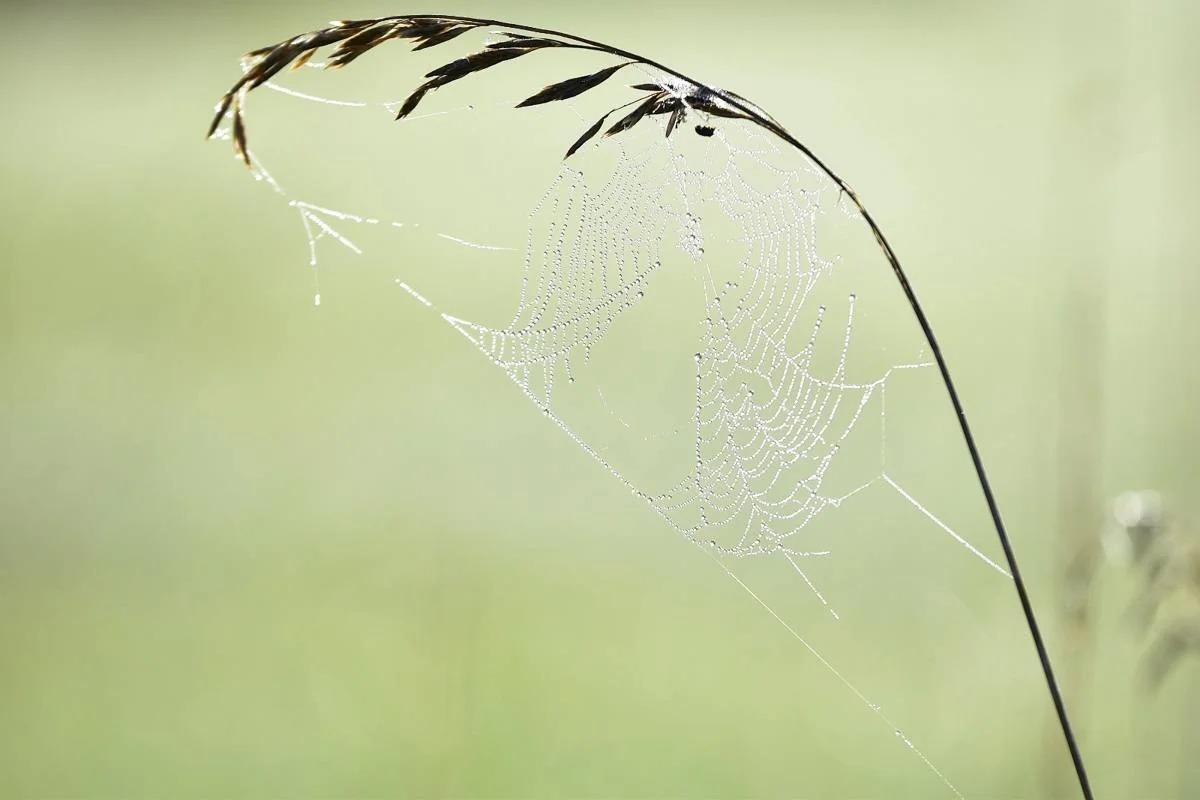 Feines Spinnennetz an einem Grashalm