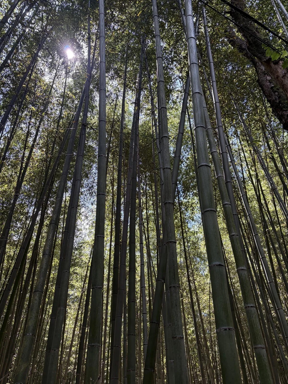 Bambuswald in Japan mit Licht zwischen den Stämmen