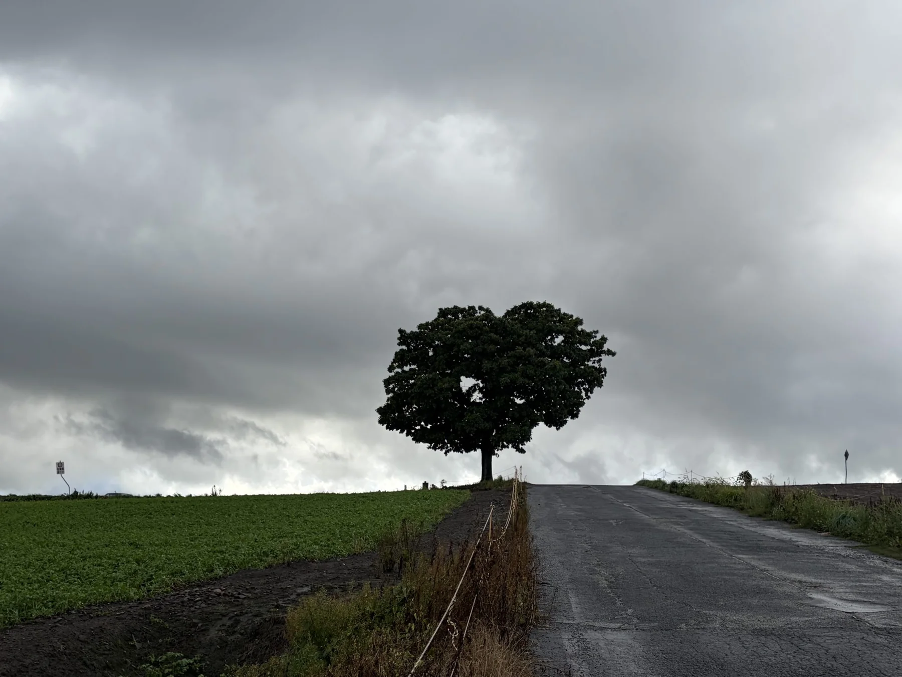Baum in stiller Landschaft