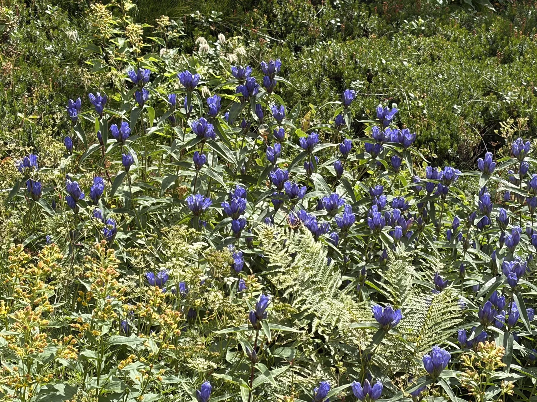 Blaue Bergblüten im natürlichen Licht