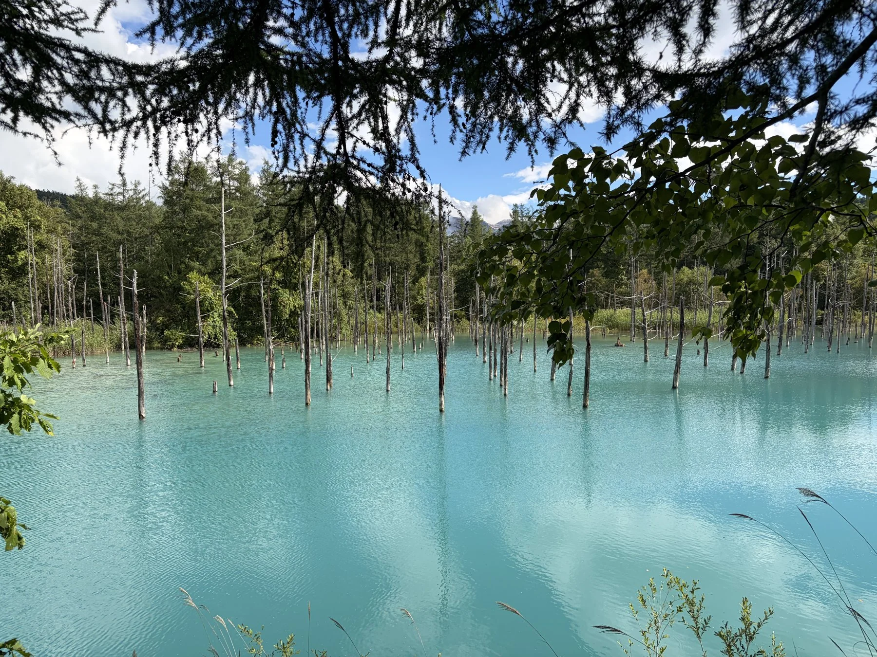 Türkisblauer See in Japan mit schlanken Bäumen im Wasser