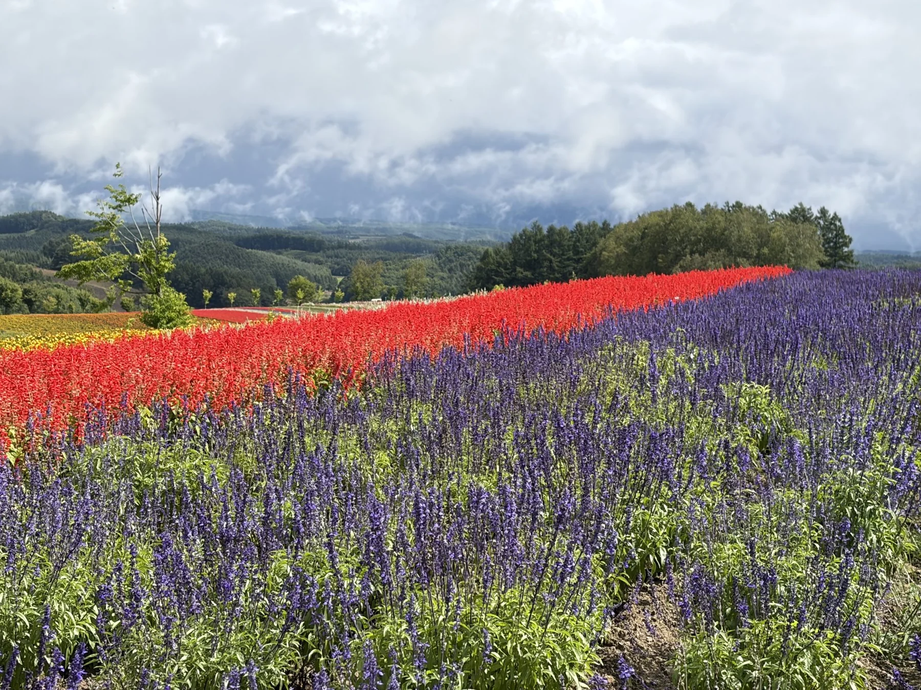 Blüten in der Natur