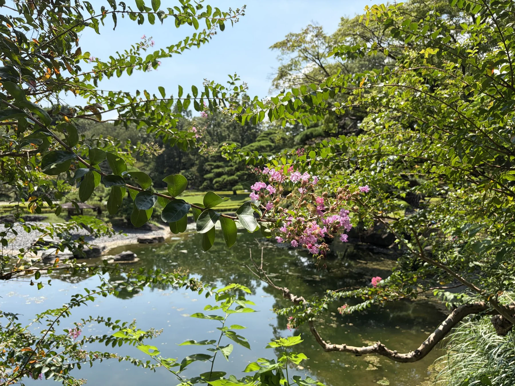 Japanischer Garten mit Blüten und ruhigem Wasser
