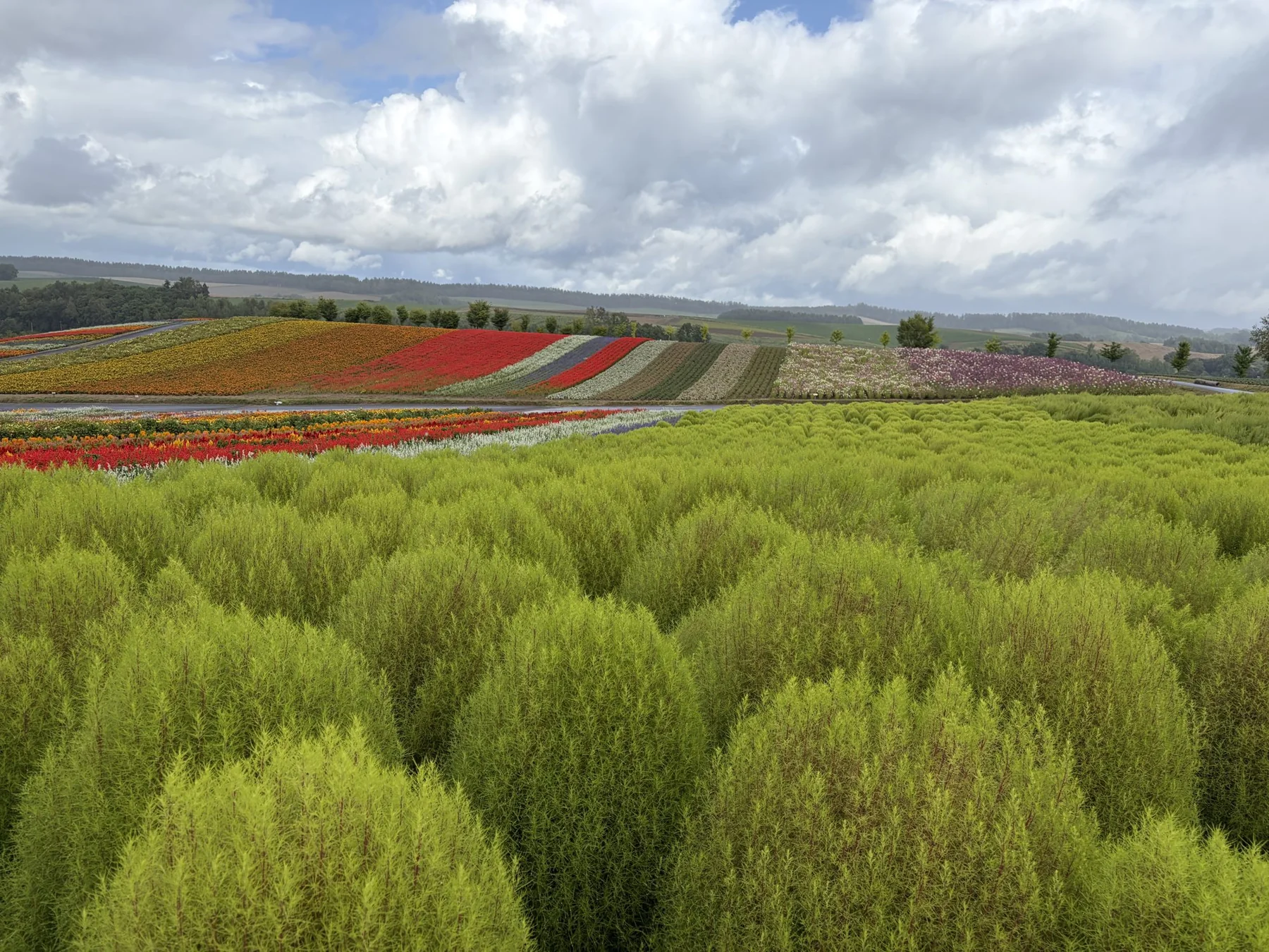 Sanftes Grün in der Natur