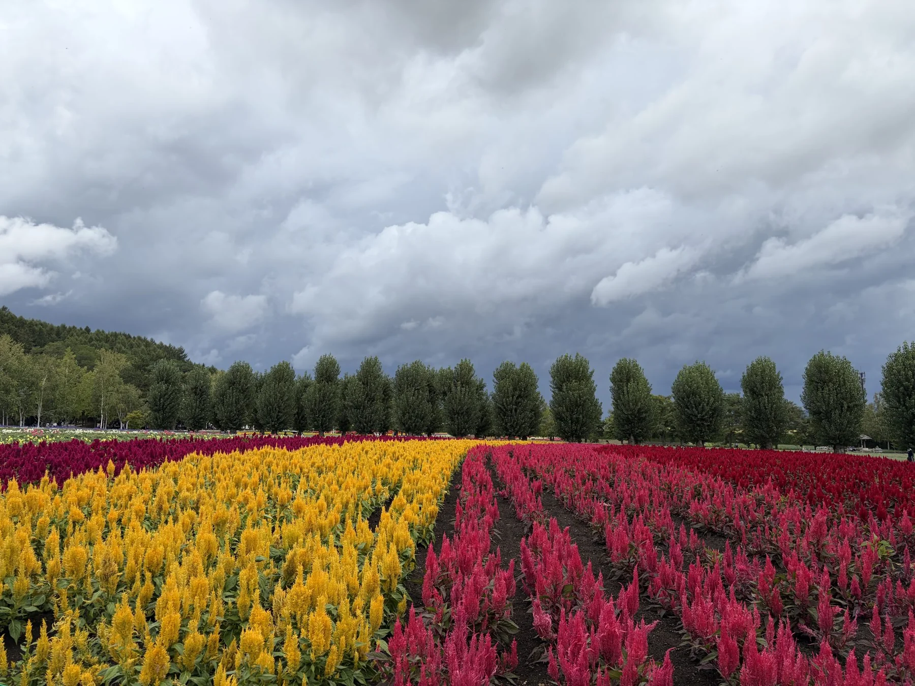 Farbenfrohe Blütenfelder im natürlichen Licht