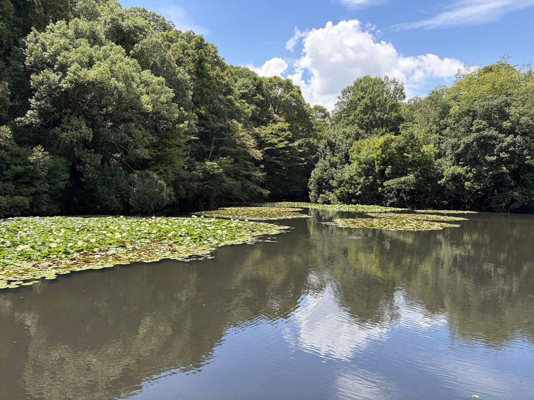 Seerosen in einem japanischen Garten