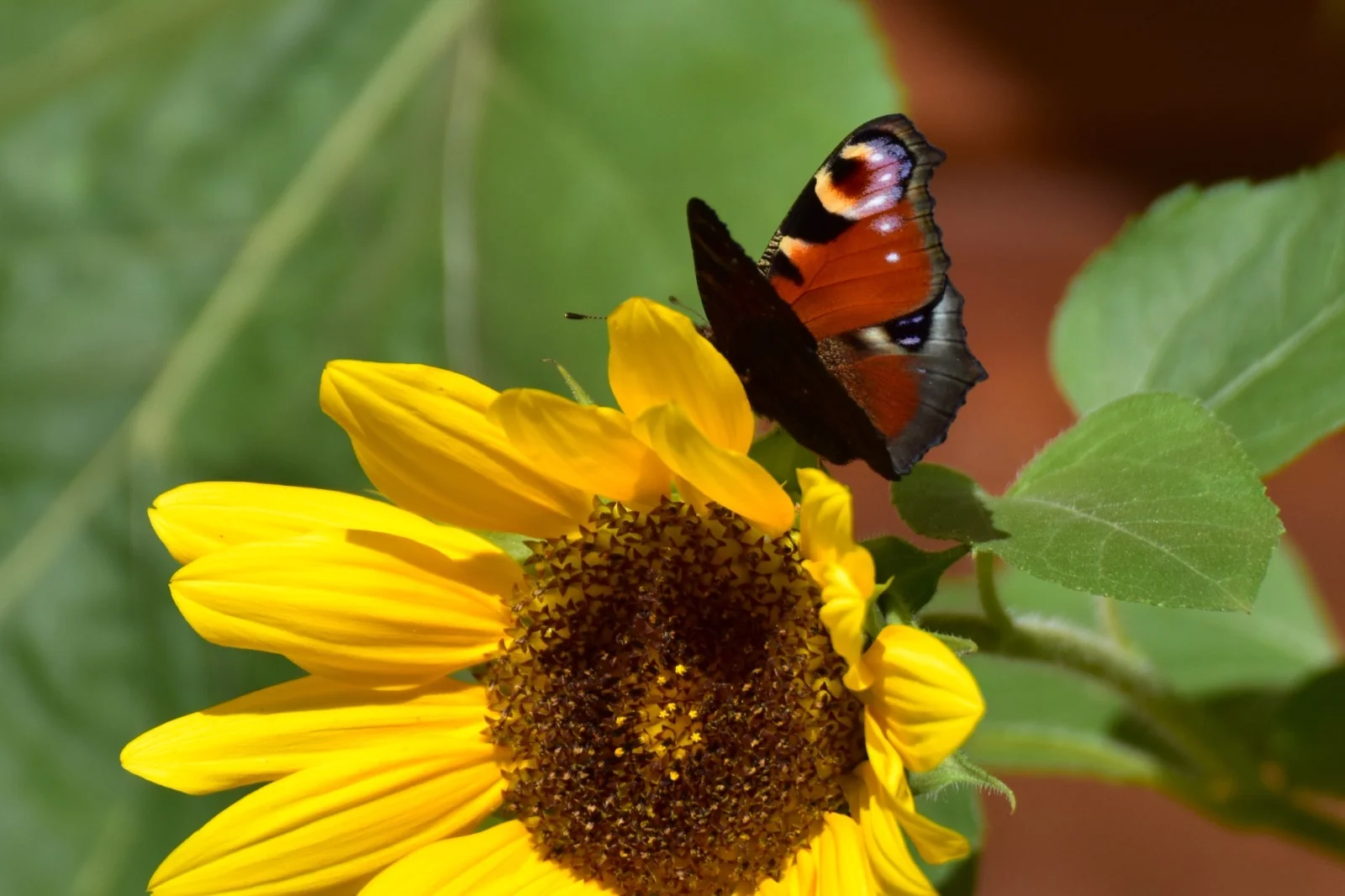 Schmetterling auf einer Blüte im natürlichen Licht