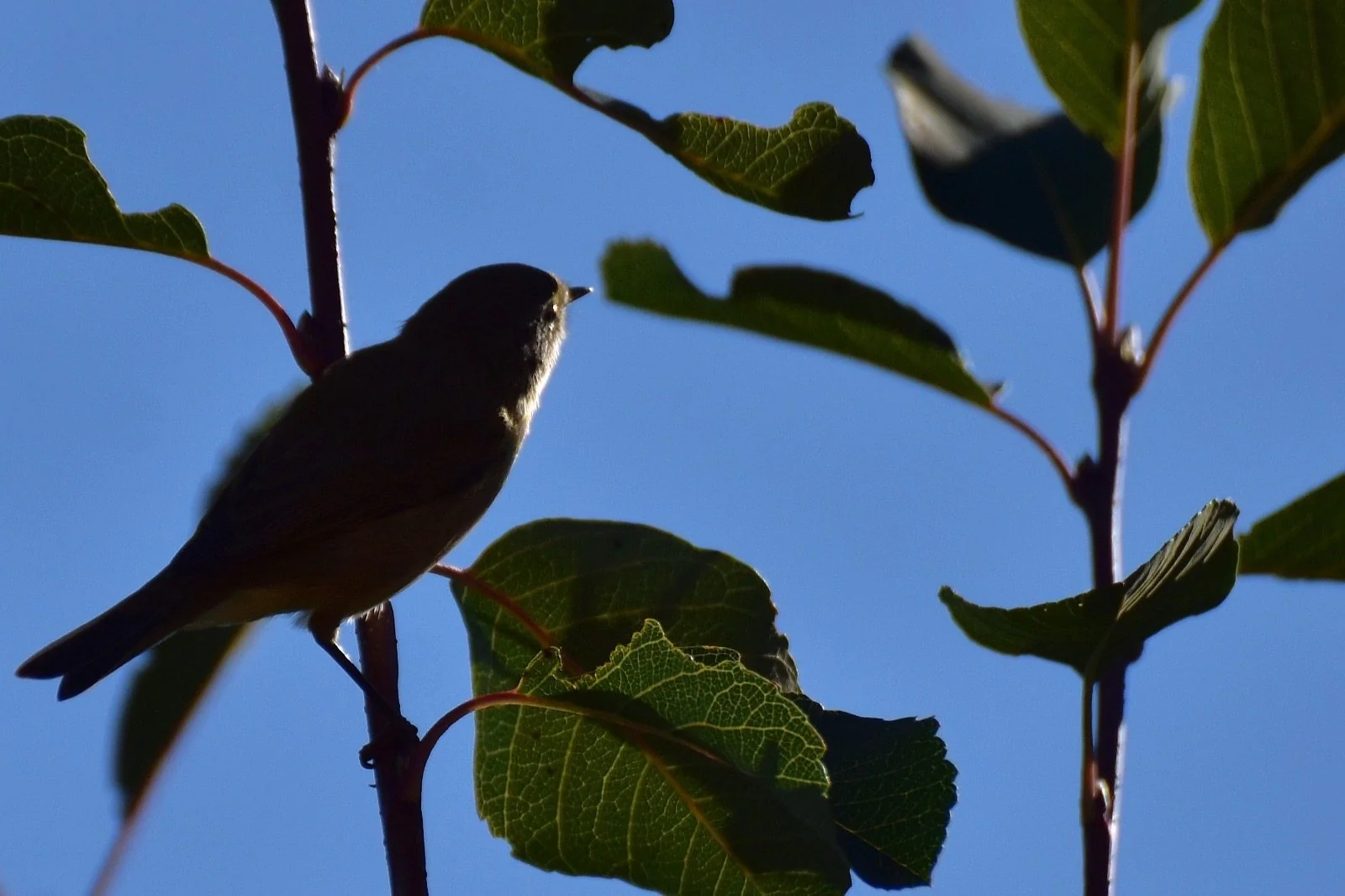 Vogel im Licht zwischen Zweigen