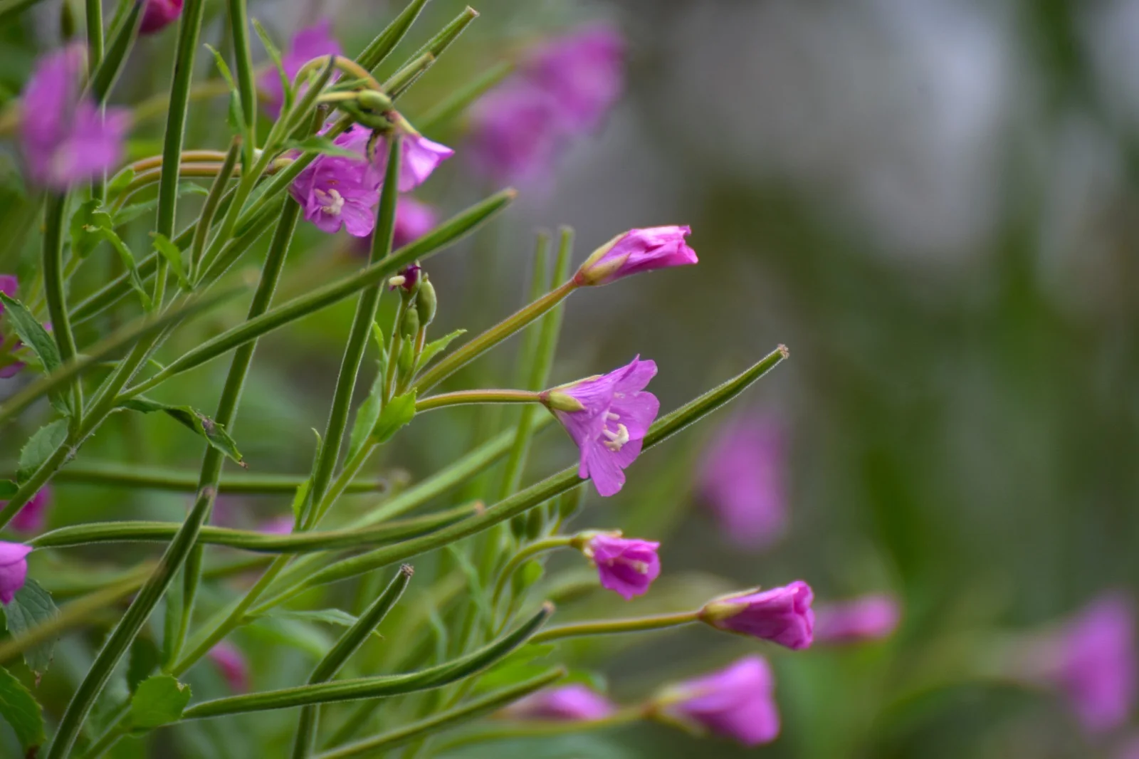 Feine violette Blüten und Knospen in der Natur