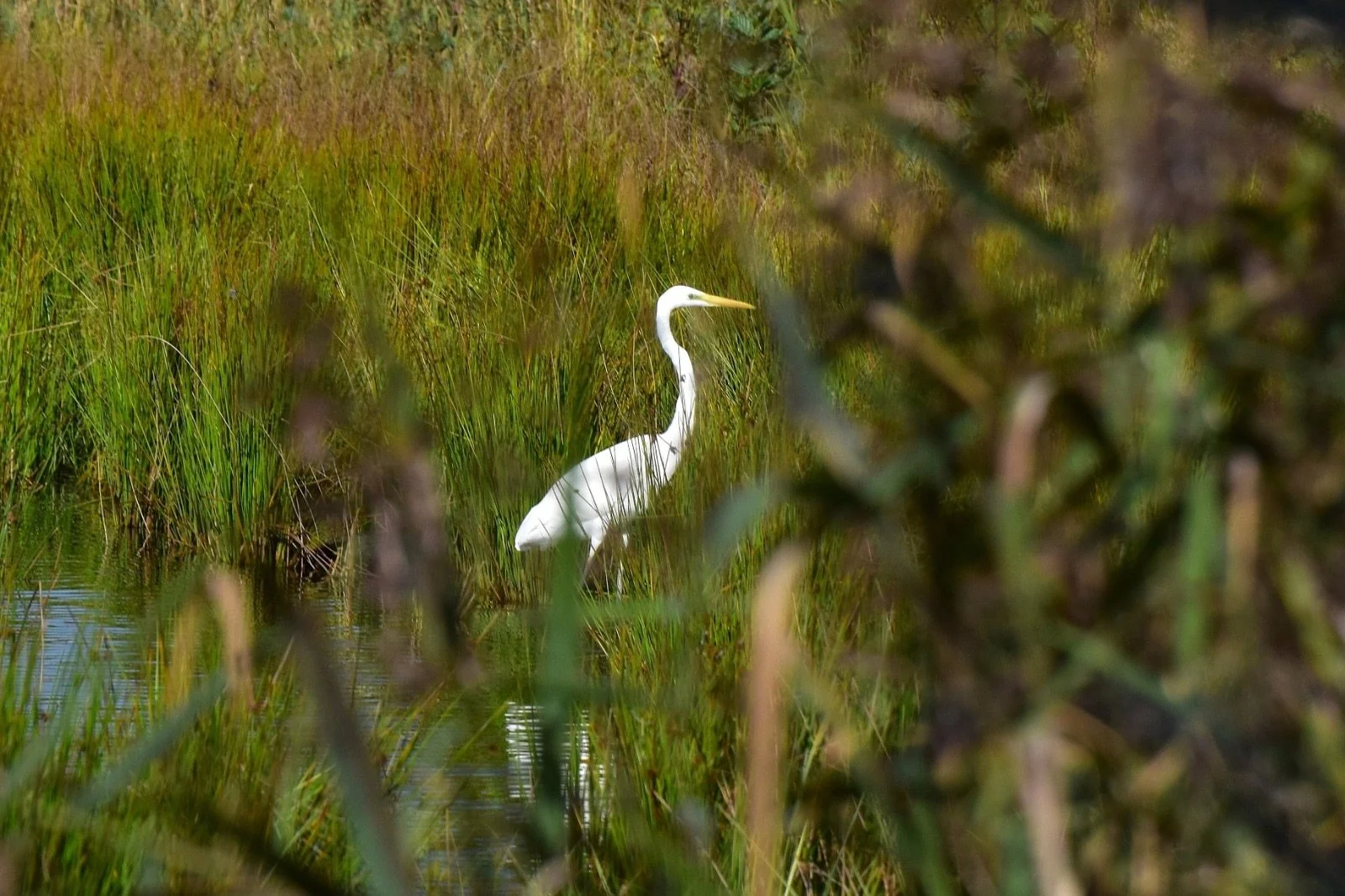 Weißer Reiher in einer ruhigen Naturlandschaft
