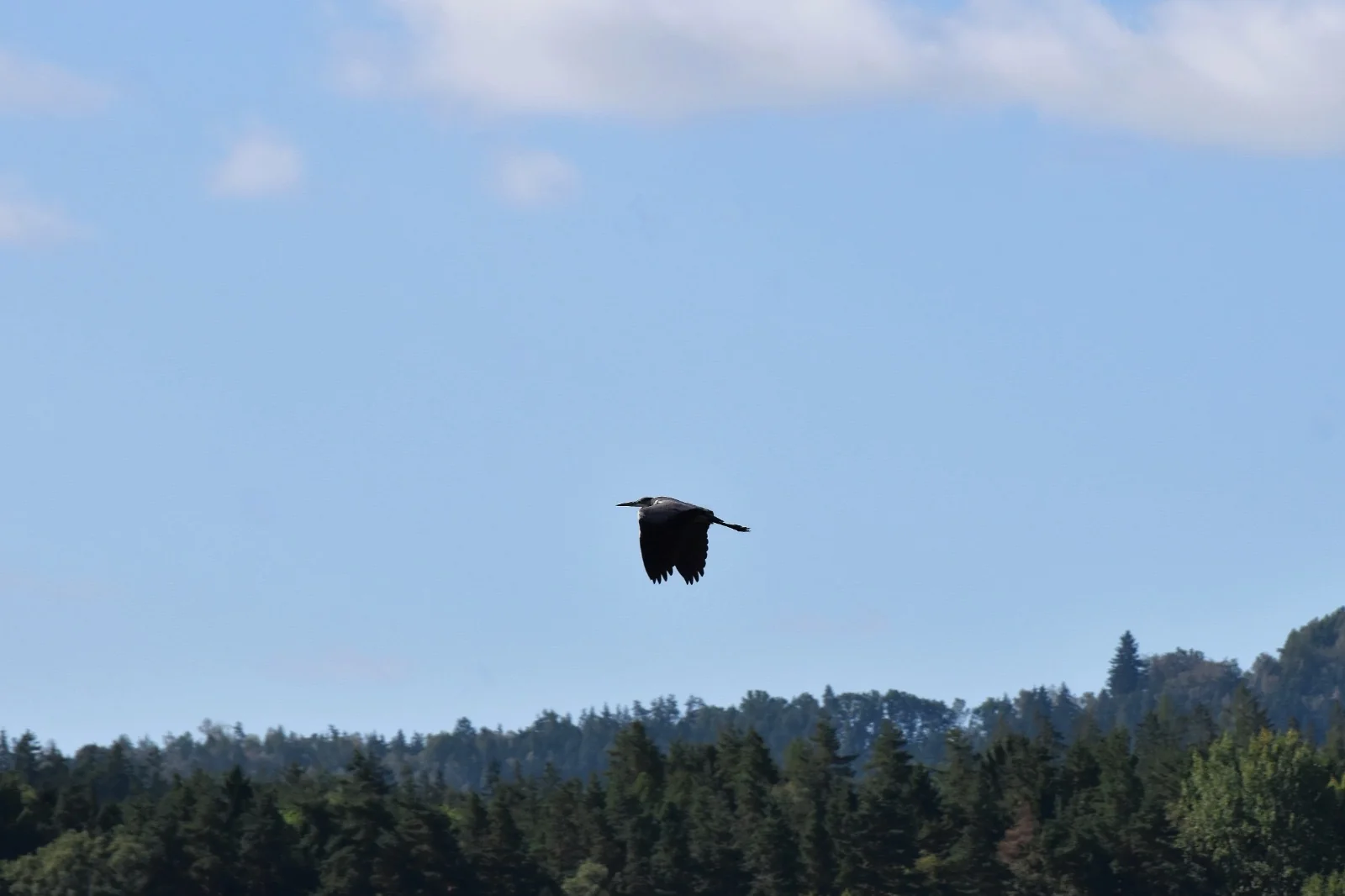 Ein Vogel über einer weiten Landschaft
