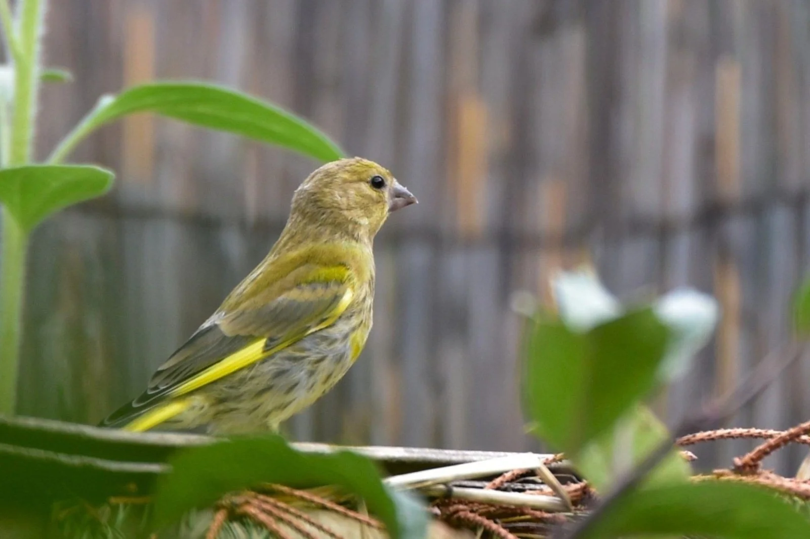 Kleiner Vogel im Grünen
