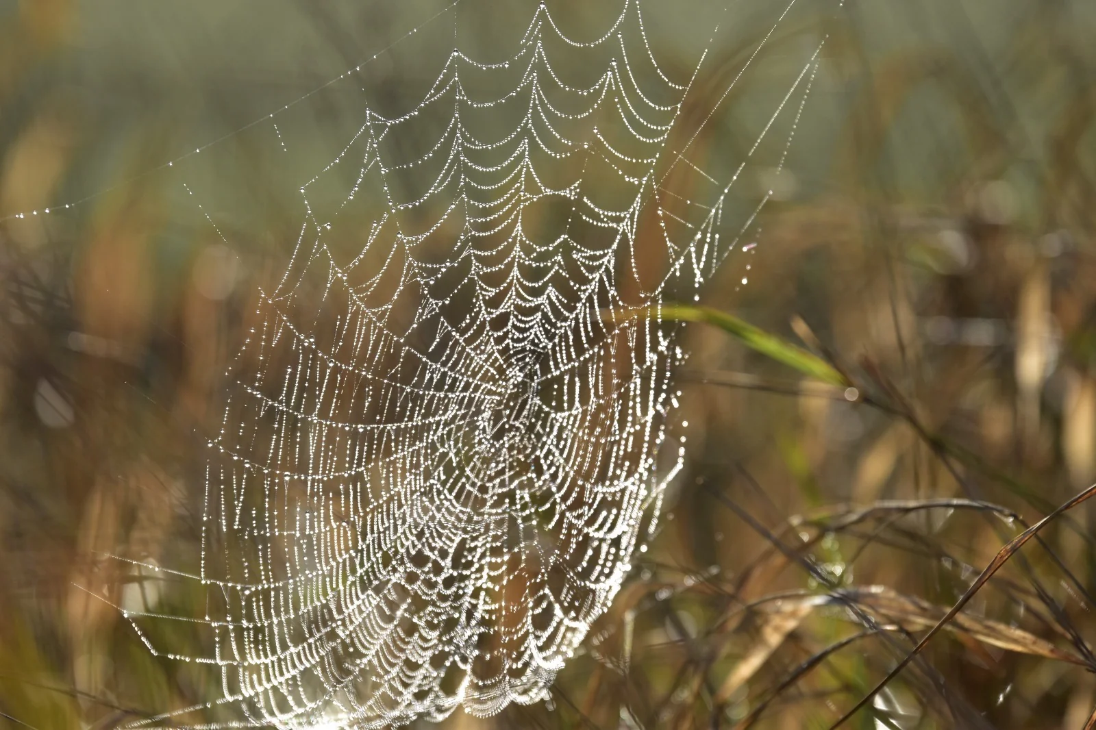 Tautropfen auf einem filigranen Spinnennetz im warmen Licht