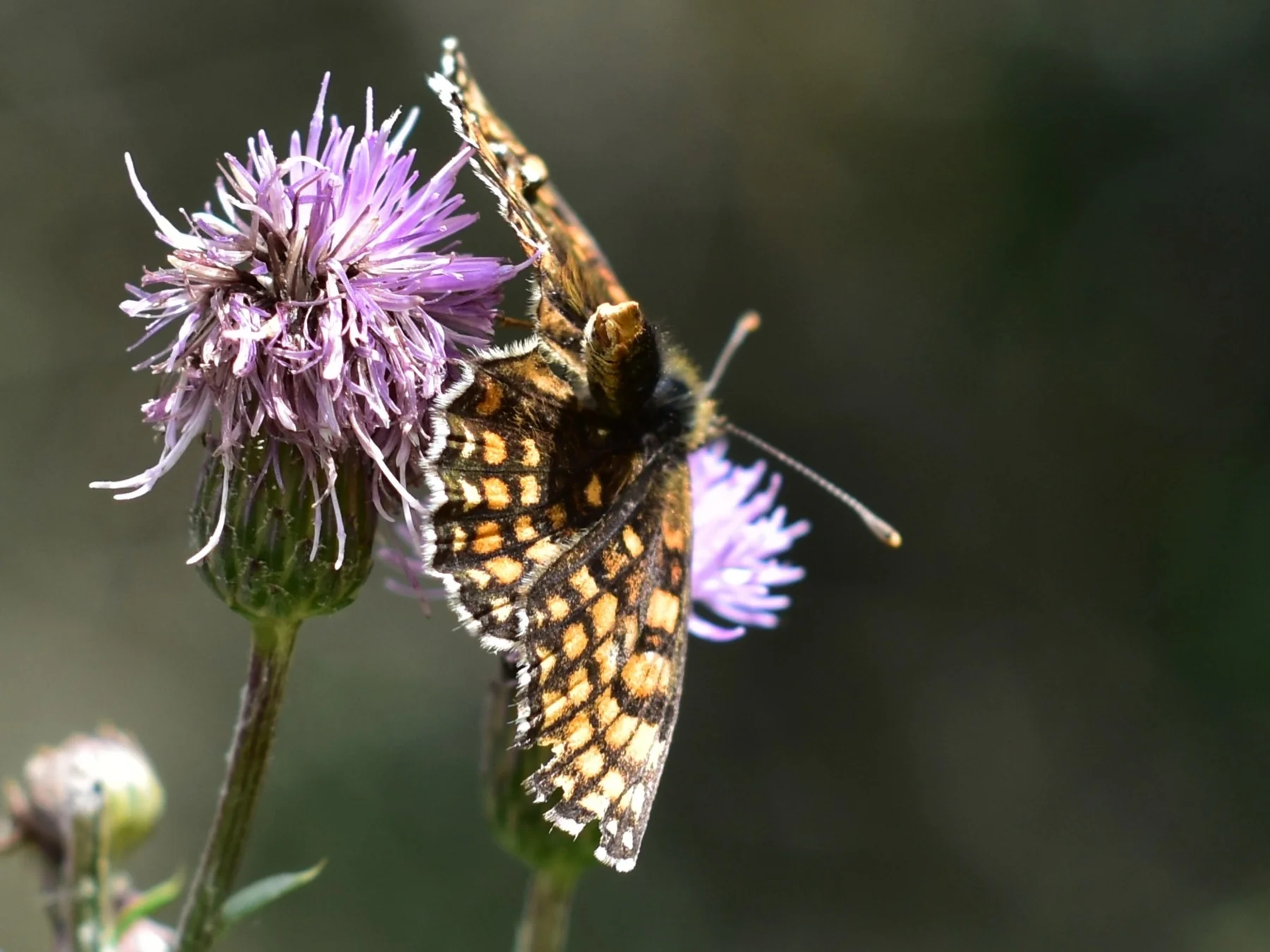 Feine Flügelzeichnung eines Schmetterlings auf einer violetten Blüte