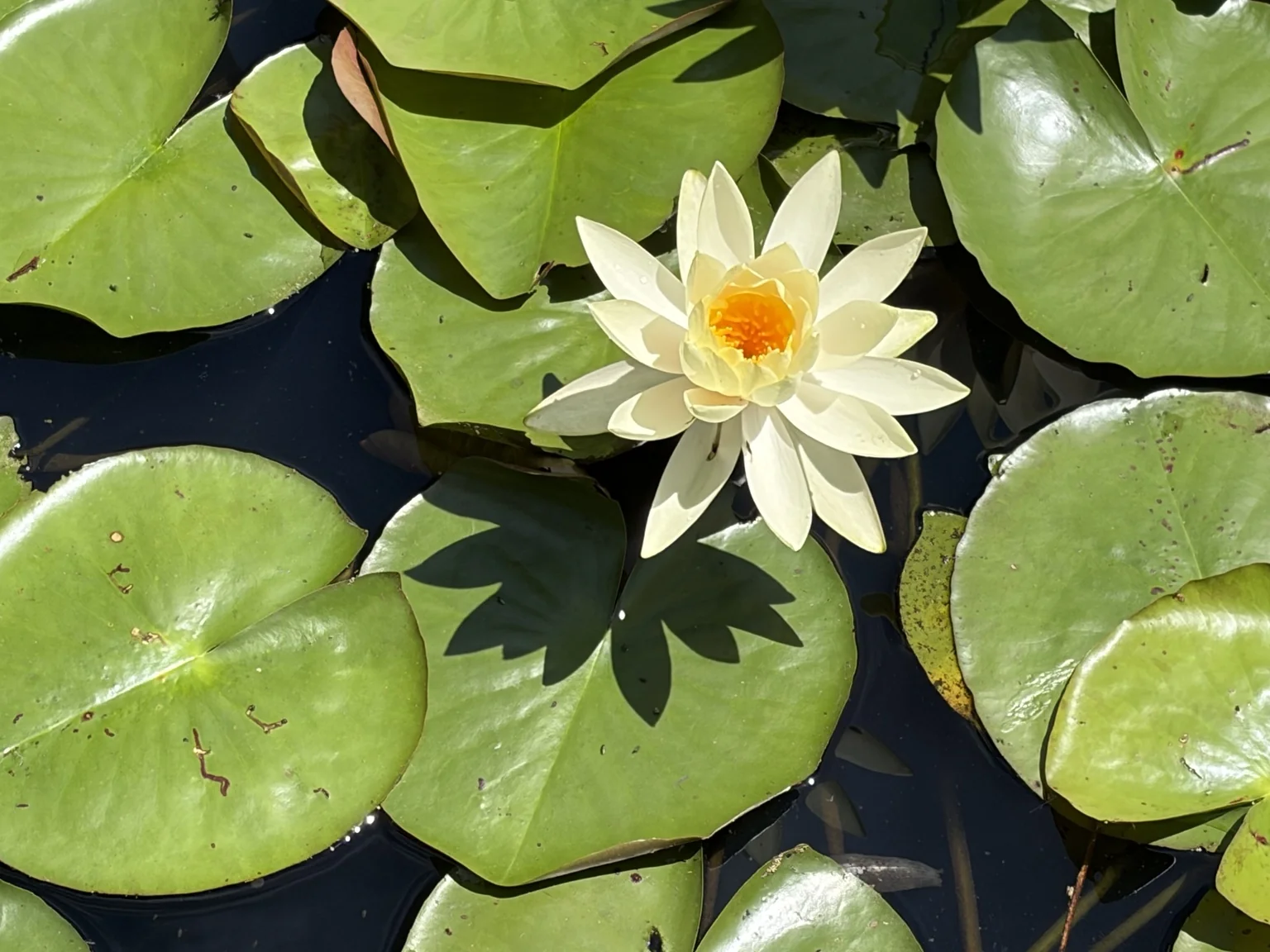 Weiße Seerose zwischen grünen Blättern